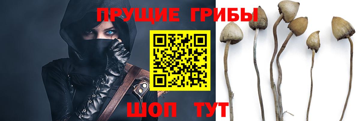 Камышлов  Галлюциногенные грибы прущие грибы  Галлюциногенные грибы ЛСД  Вход с VPN 